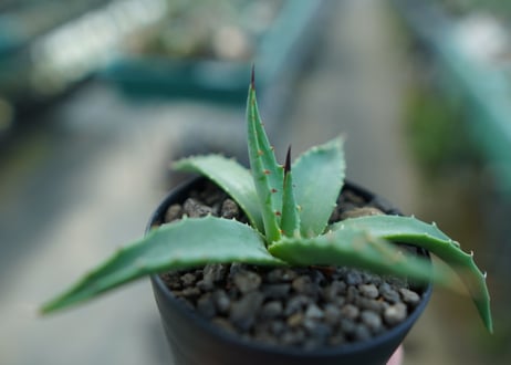 アガベ　ユタエンシス　カイバベンシス　Agave uthensis Kaibabensis