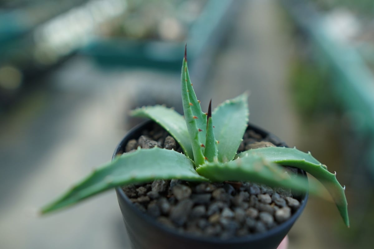 アガベ ユタエンシス カイバベンシス Agave uthensis Kaibabensis |