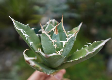 Agave titanota 白鯨 A NO.3