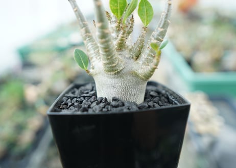 アデニウム　Adenium　No.4