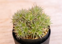 ユッカ カルネロサーナ Yucca carnerosana No.2 | mana's gr ユッカ カルネロサーナ Yucca carnerosana No.2 | mana's gr