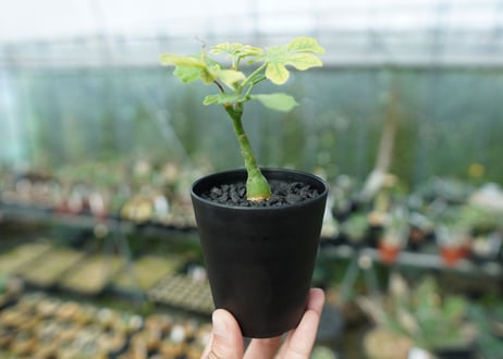 アデニア　グラウカ　Adenia Glauca　No.2