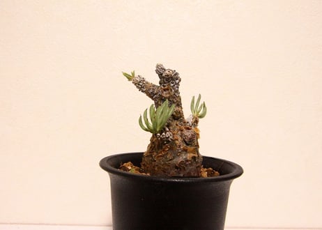 チレコドン　ペアルソニー　Tylecodon pearsonii