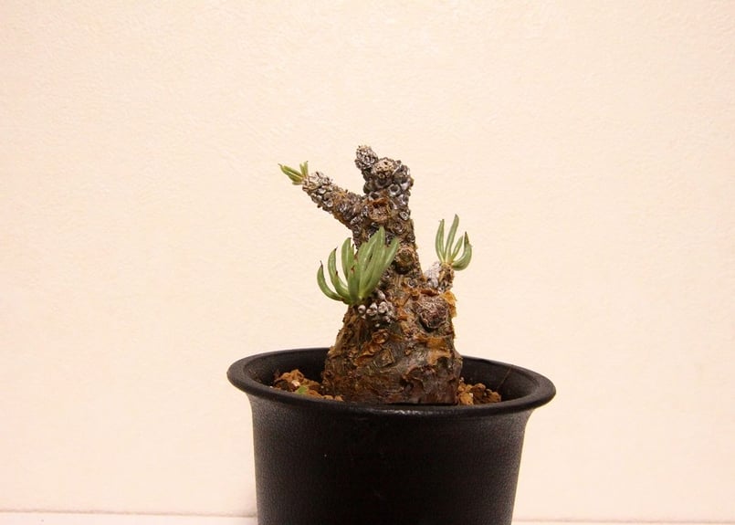 チレコドン ペアルソニー Tylecodon pearsonii | mana's farm: