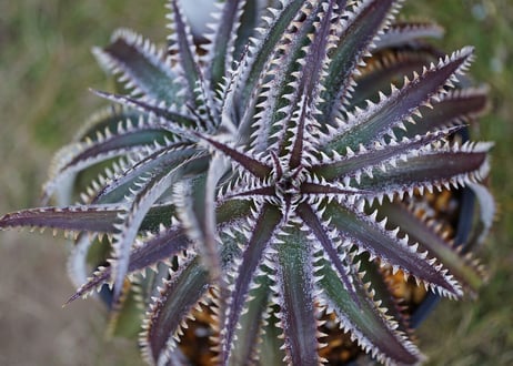 dyckia fightingtiger