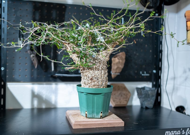 オペルクリカリア パキプス | mana's farm:塊根植物・アガベ・ドライ