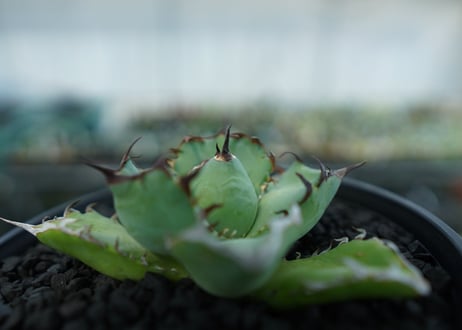 アガベ　チタノタ　黒鯨　Agave titanota black whales　No.4