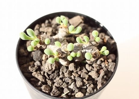 オトンナ　クラビフォリア　 Othonna clavifolia  no.2 超扁平