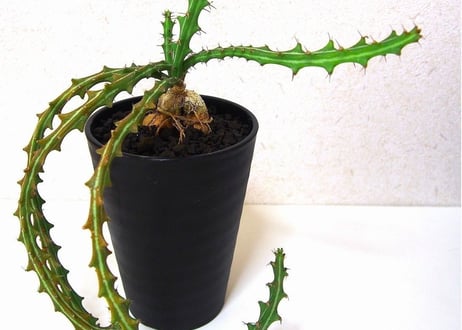 Euphorbia knuthii　 狗奴子キリン