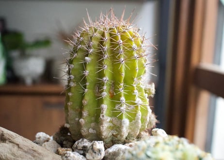初心者でも安心＊サボテン寄せ植えPOT