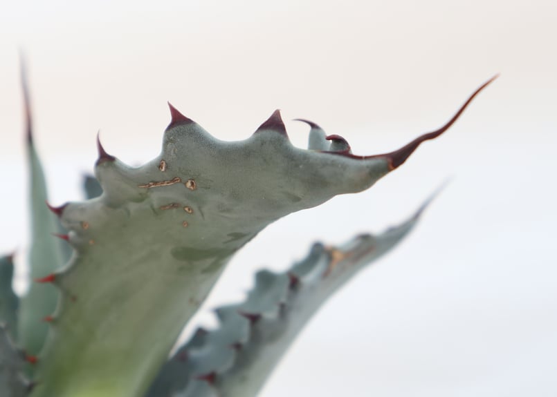 現品　アガベ　レオブライト　62番　幹上がり　根上り　観葉植物　ドライガーデン 現品 アガベ レオブライト 62番 幹上がり 根上り 観葉植物