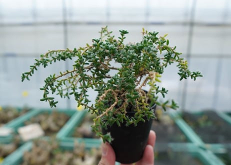 姫紅小松　Trichodiadema bulbosum  No.2