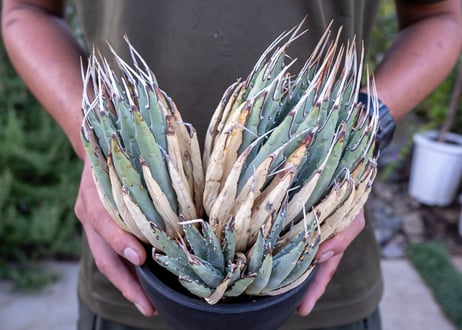Agave uthaensis  NO.12