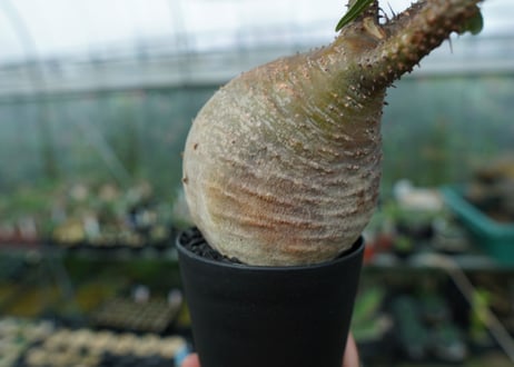 パキポディウム　グラキリス　Pachypodium gracilius　No.3