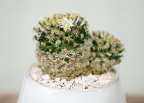 Mammillaria schiedeana