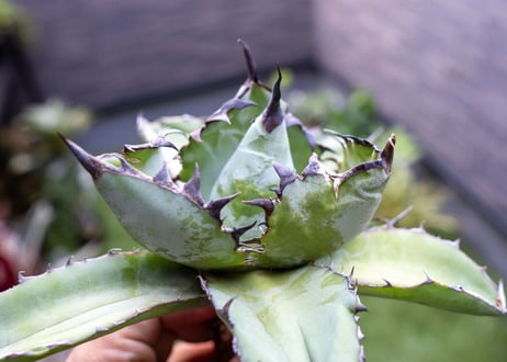Agave B&B C NO.2