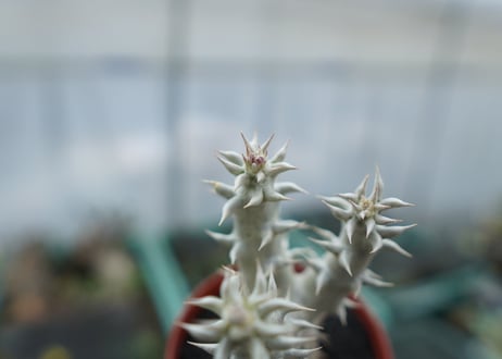 パキポディウム　デンシフローラム　Pachypodium densiflorum　No.9