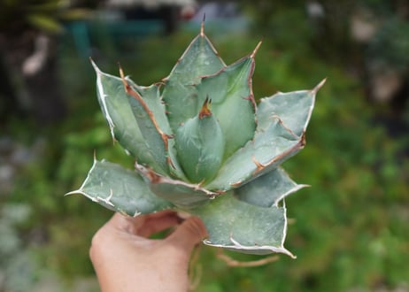 Agave titanota 白鯨 B NO.7