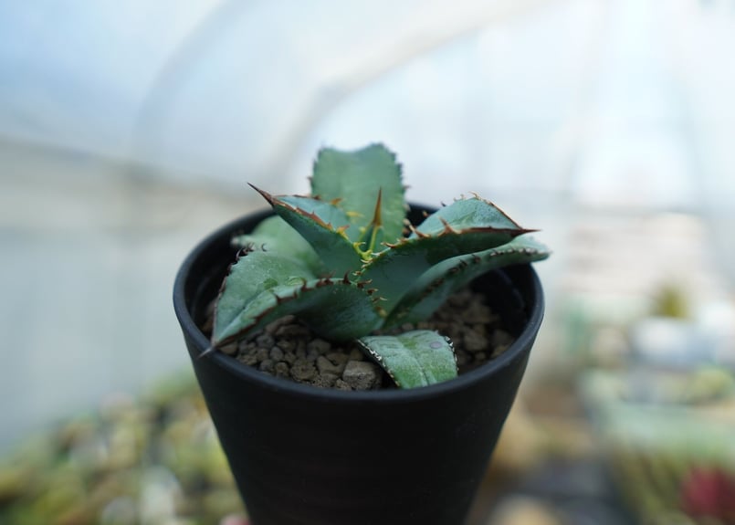 アガベ チタノタ ブルー Agave titanota Blue NO.2 | mana's