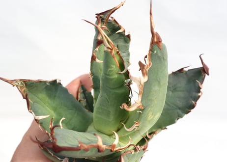 Agave titanota FO-76