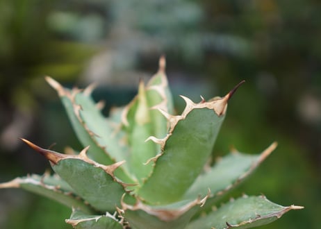 Agave titanota 白鯨 C NO.5