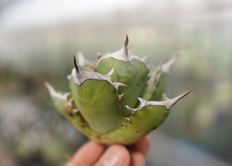 Agave Black fire E NO.1 (G)