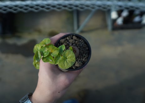 亀甲竜　Dioscorea elephantipes　C1