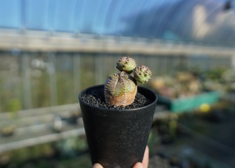 ユーフォルビア　オベサブロー　Euphorbia ObesaBlow