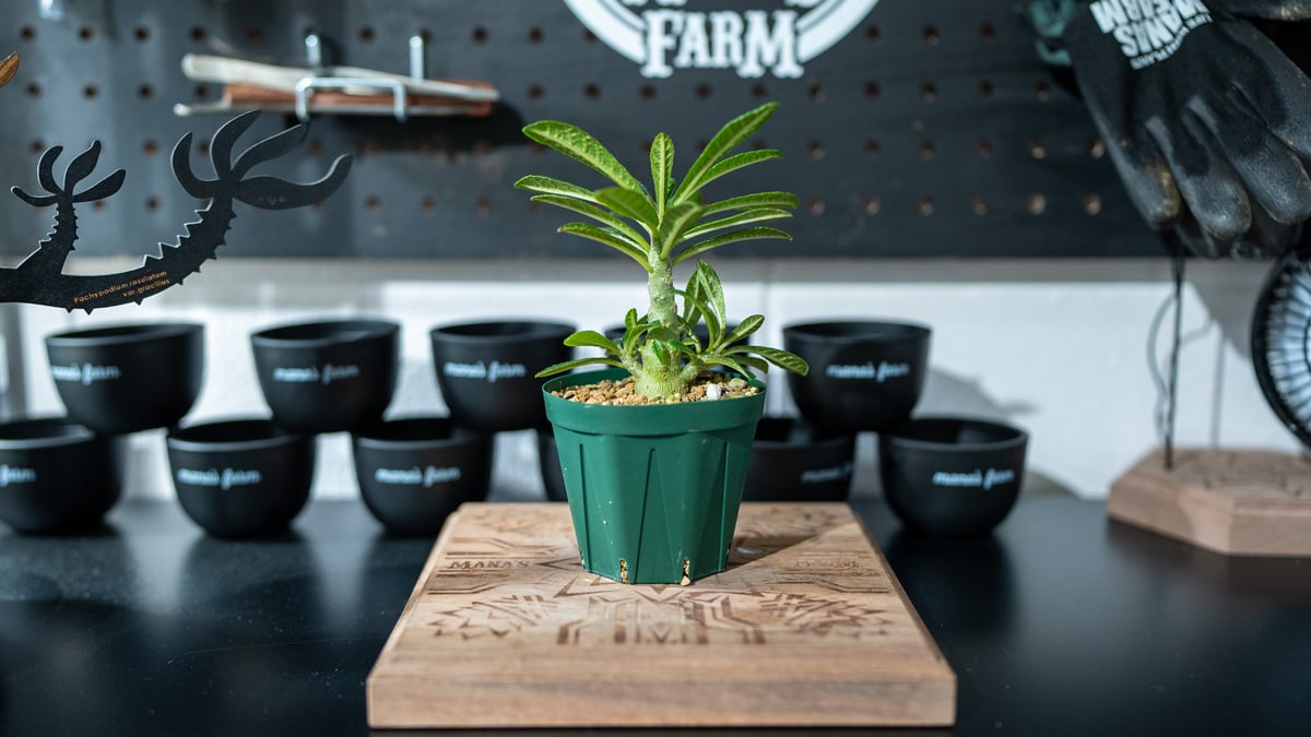 ドルステニア ギガス Dorstenia gigas 沖縄実生 | mana's farm:塊