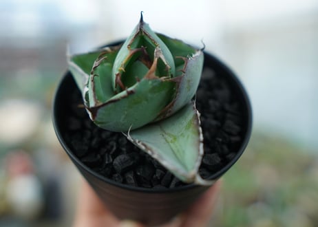 アガベ　チタノタ　 ブラックアンドブルー 　Agave titanota black and blue　No.1