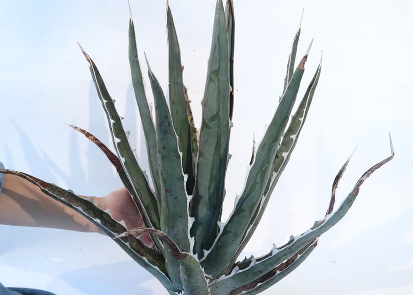 Agave difformis | mana's farm:塊根植物・アガベ・ドライガーデン植