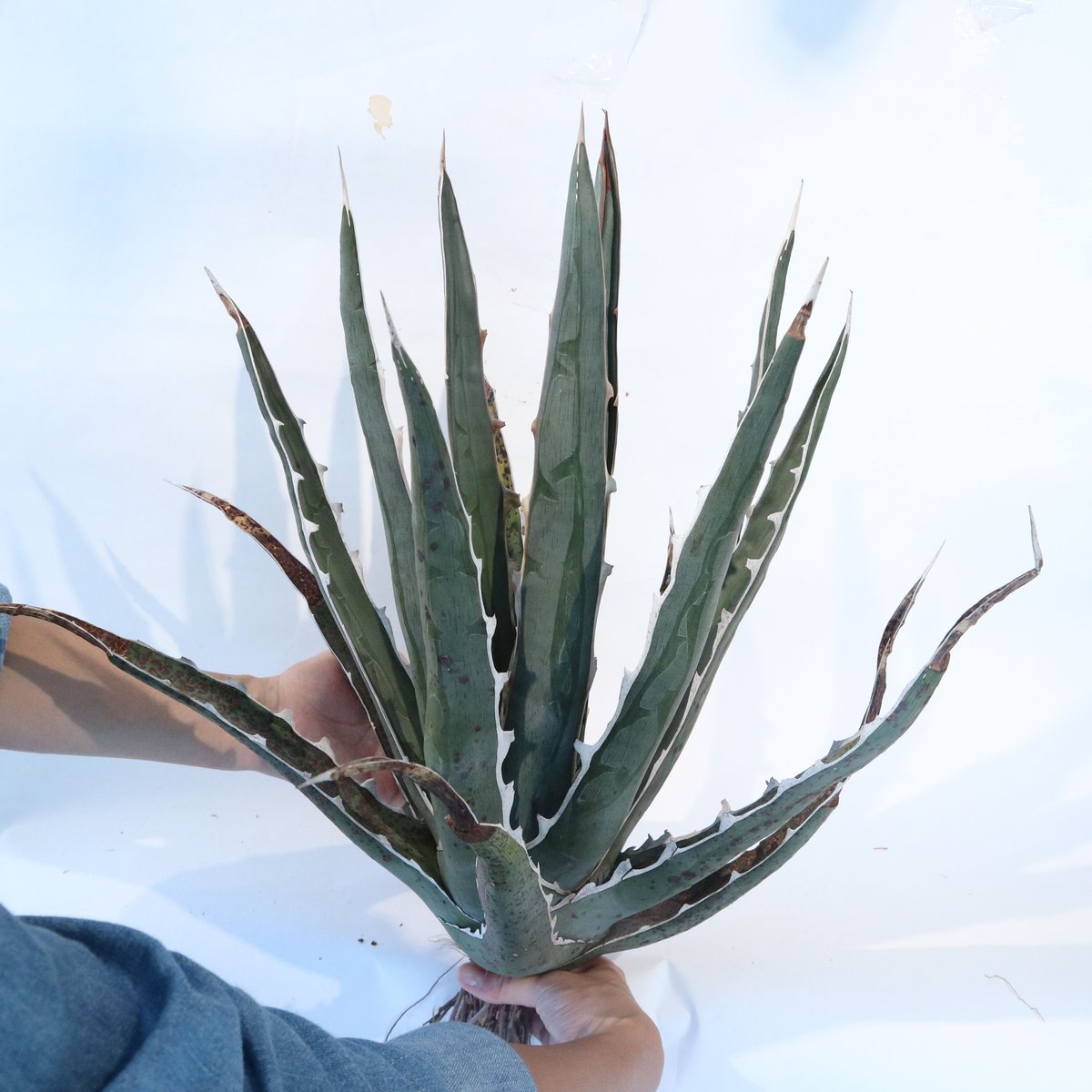 希少Agave difformis 大株 fit=scale-down,w=1200