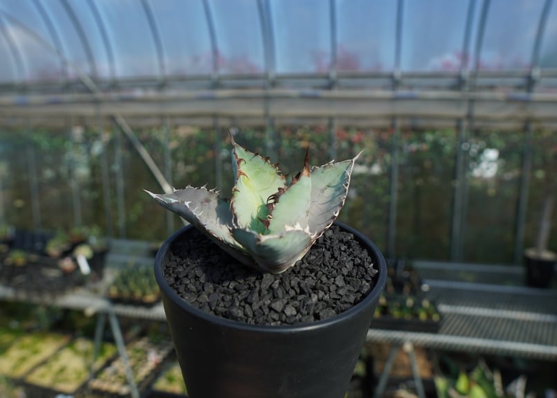 アガベ チタノタブルー モンスト株 アガベ チタノタ ブルー agave titanota Blue No.1 | mana's