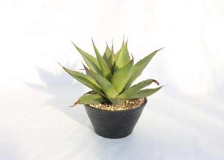 Agave shawii アガベシャウイー