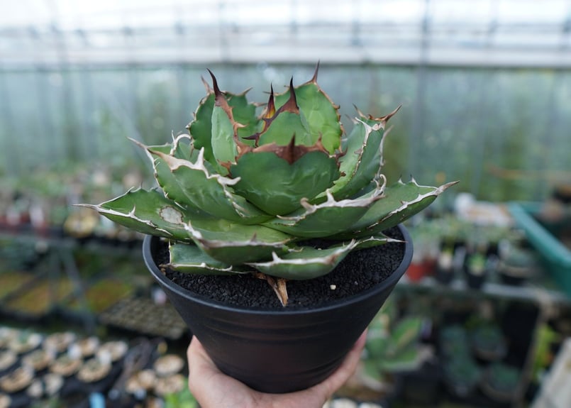 アガベ チタノタ FO-76 agave titanota FO-76 No.1 | man