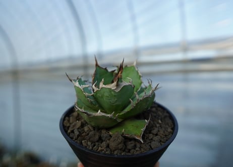 アガベ　チタノタ　 半蔵 　Agave titanota "半蔵"