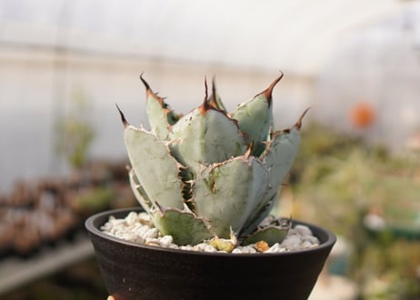 Agave titanota 'black and blue'　子株付き　No.3