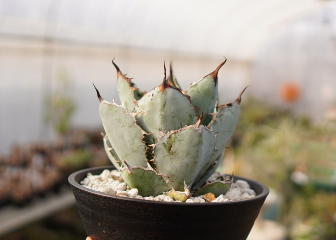 BLUE DIAMOND[ブルーダイヤモンド]アガベチタノタ 【公式通販】