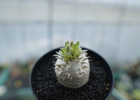 パキポディウム　恵比寿大黒　Pachypodium Densicaule　No.5