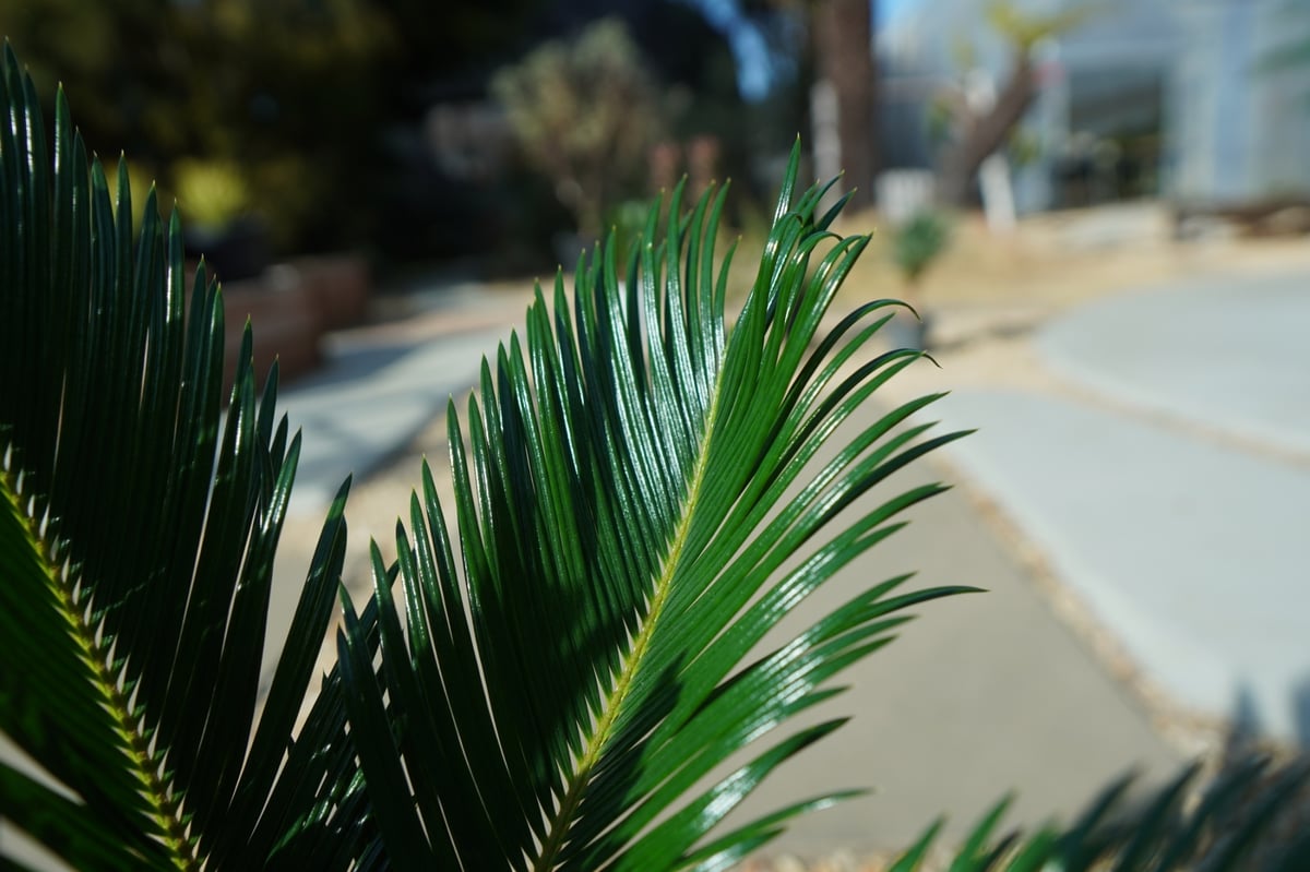 ソテツ No.1 | mana's farm:塊根植物・アガベ・ドライガーデン植物販売