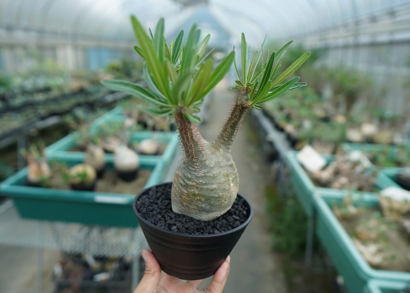 S*o様 【スライム型】パキポディウム・グラキリス S*o様 【スライム型】パキポディウム・グラキリス S*o様