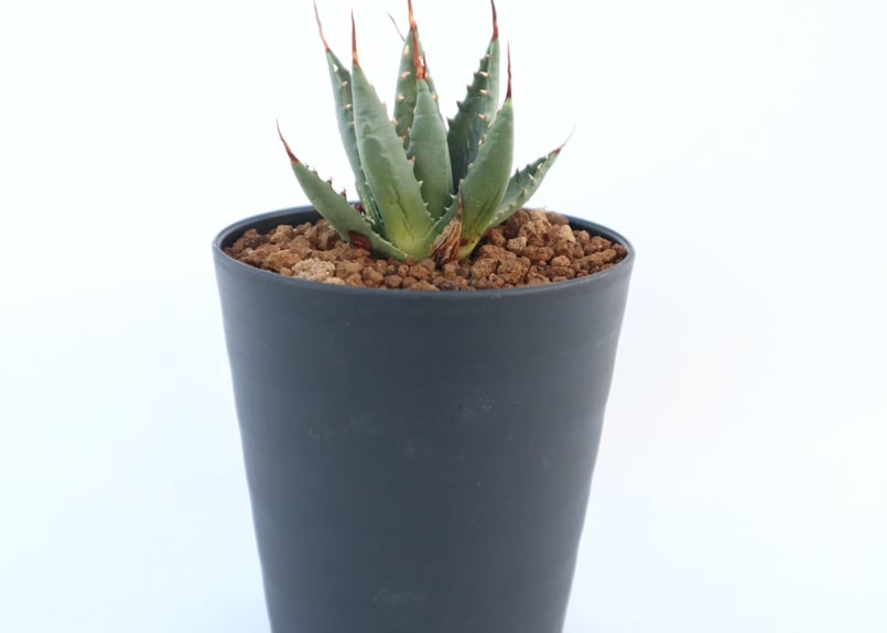 アガベ　ユタエンシス　ネバデンシス　アルミ鉢　植物　塊根植物　ドライガーデン アガベ ユタエンシス ネバデンシス アルミ鉢 植物 塊根植物 ドライ