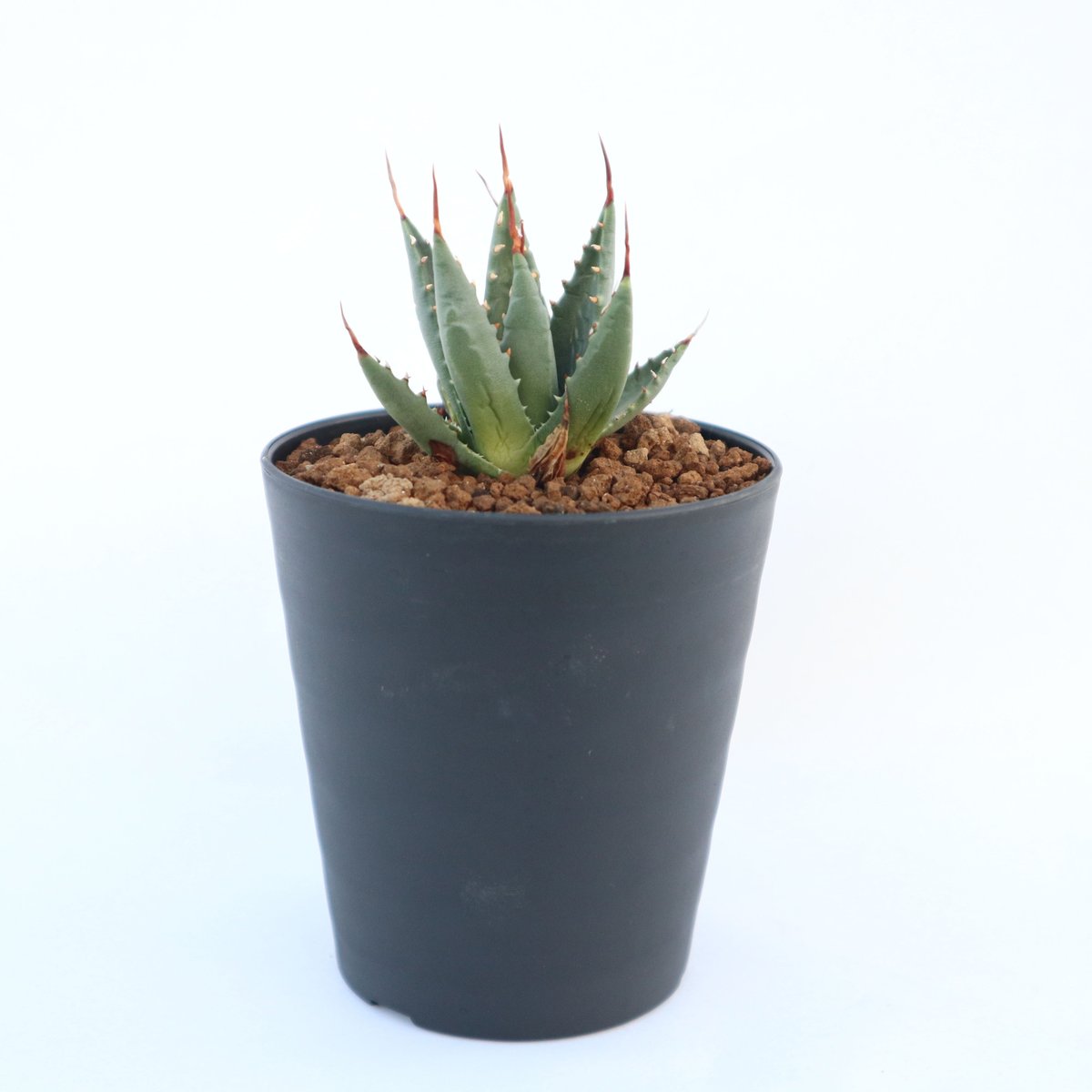 アガベ　ユタエンシス　ネバデンシス　アルミ鉢　植物　塊根植物　ドライガーデン アガベ ユタエンシス ネバデンシス アルミ鉢 植物 塊根植物