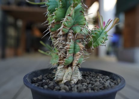ユーフォルビア　ササガニマル　Euphorbia pulvinata