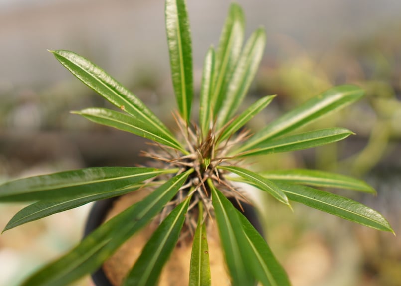 パキポディウム ラメリー | mana's farm:塊根植物・アガベ