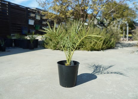 ナツメヤシ　Phoenix dactylifera  No.1