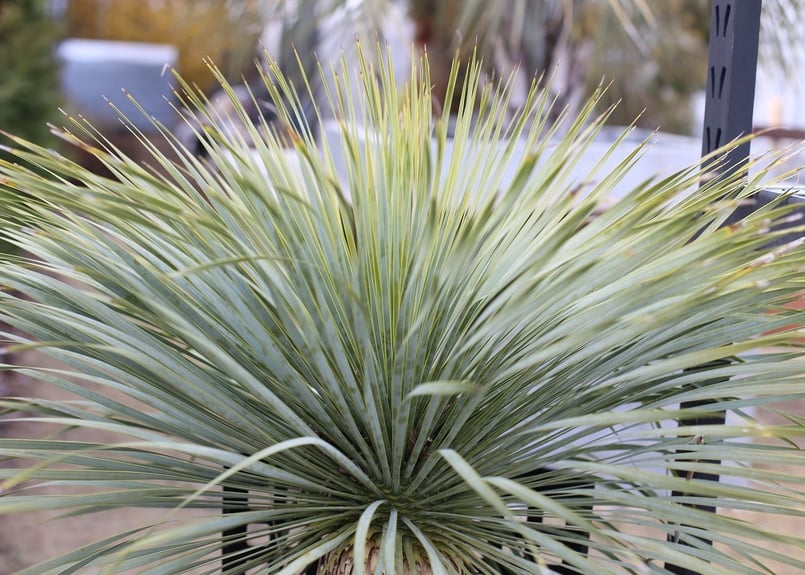 ユッカ ロストラータ | mana's farm:塊根植物・アガベ・ドライガーデン