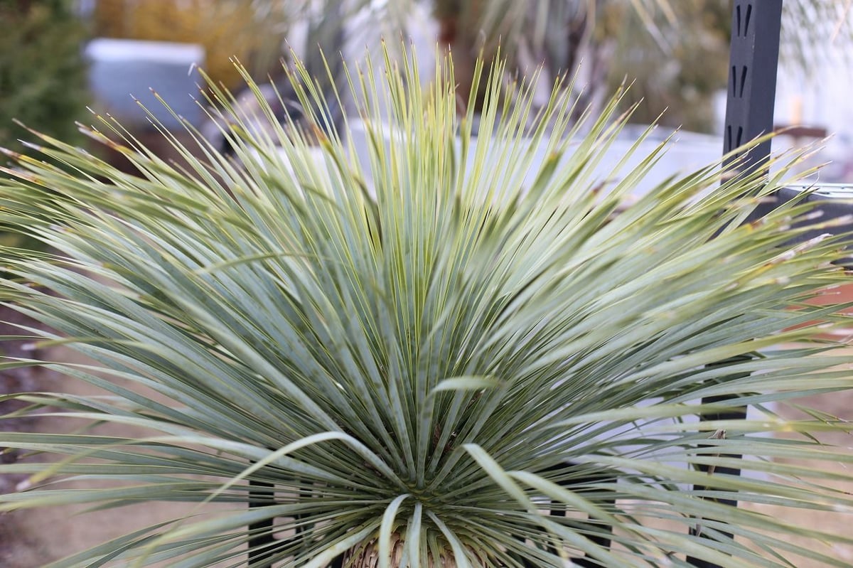 ユッカ ロストラータ | mana's farm:塊根植物・アガベ・ドライガーデン