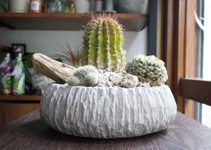 初心者でも安心＊サボテン寄せ植えPOT | mana's farm:塊根植物・アガベ