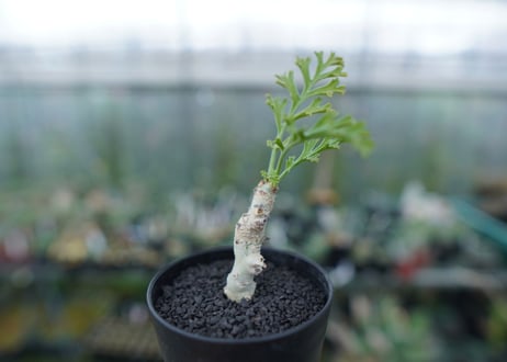 ペラルゴニウム　カルノーサム　Pelargonium carnosum